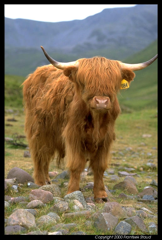 rum-highland-cattle-93.3.jpg